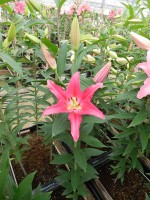 [5235 Viviana EVR No01.JPG]